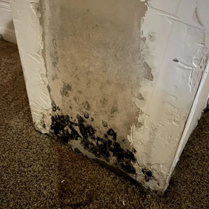Professional Mold Removal in West Haven, CT